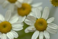 بابونه گاوی